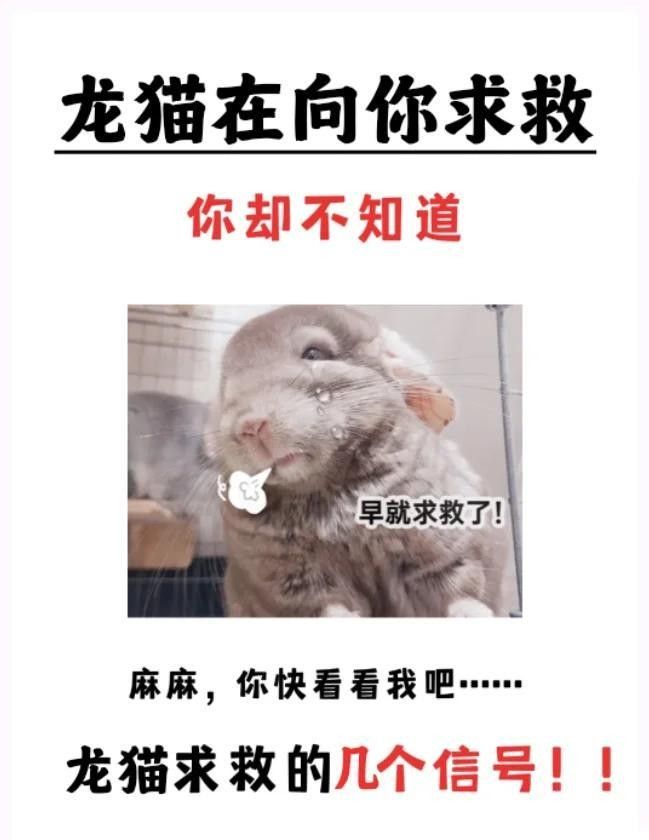 龍貓有哪些常見的應激反應？（龍貓應激反應怎么辦氧寵博士龍貓拉肚子怎么辦）