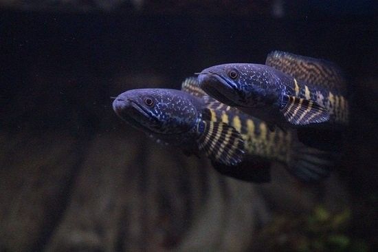 南鱧雷龍魚的食物有哪些（南鱧雷龍魚吃什么長得快四種食物推薦）