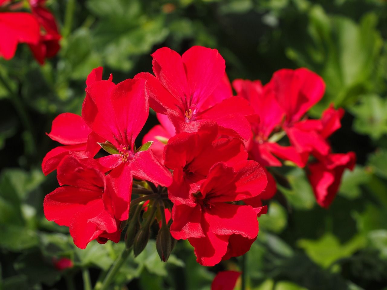 金魚為什么會(huì)變紅（金魚為什么會(huì)變紅的原因）（金魚為什么會(huì)變紅）