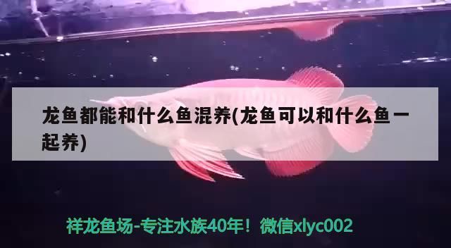龍魚都能和什么魚混養(yǎng)(龍魚可以和什么魚一起養(yǎng))（龍魚可以和什么魚混養(yǎng)）