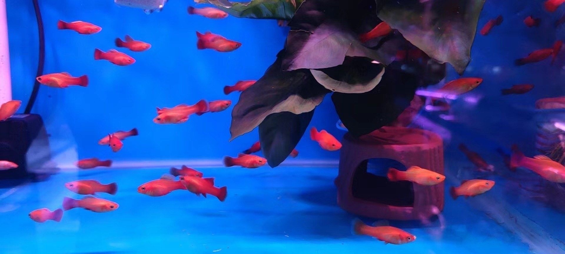 越西哪個水族館龍魚好？祥龍魚場龍魚（西縣祥龍魚場水族館）