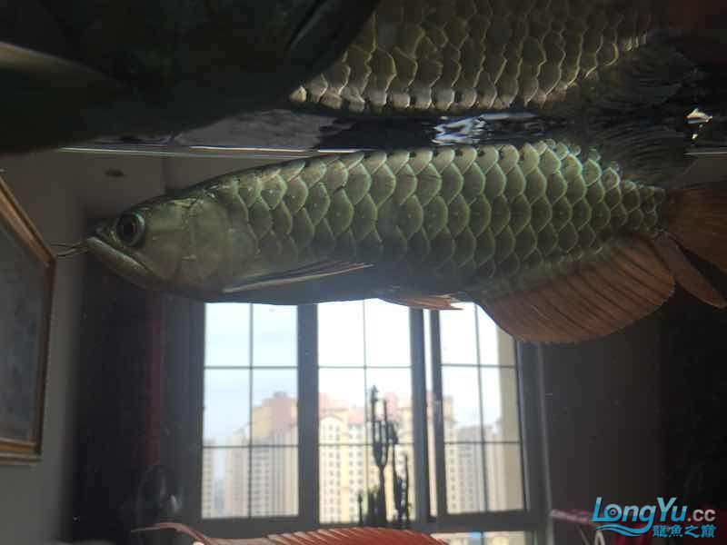 1500小過背（1500小過背，魚友向大神學習）