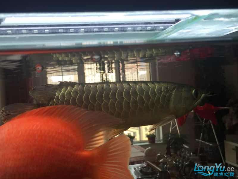 1500小過背（1500小過背，魚友向大神學習）