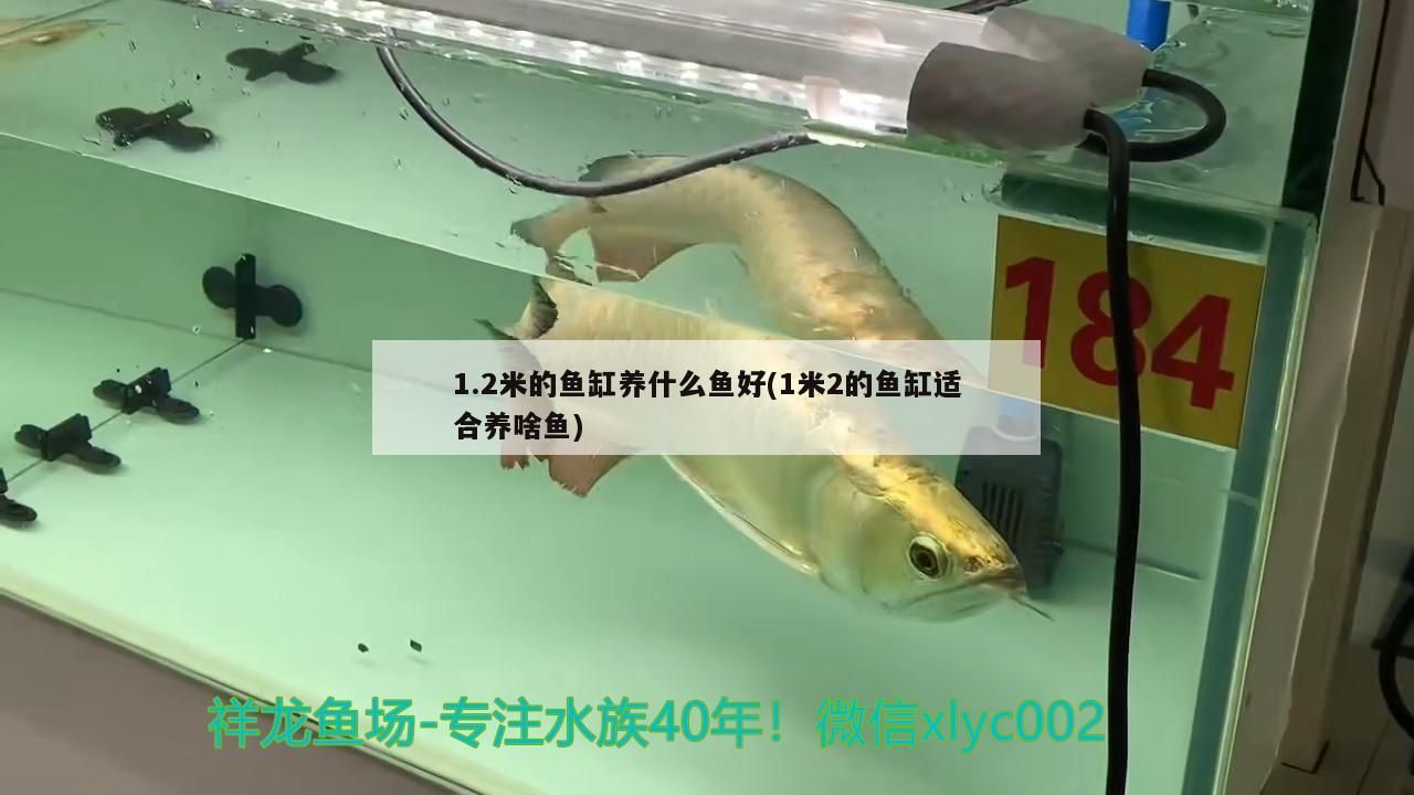 1.2米的魚缸養什么魚好(1米2的魚缸適合養啥魚)（1.2米的魚缸養什么魚好）