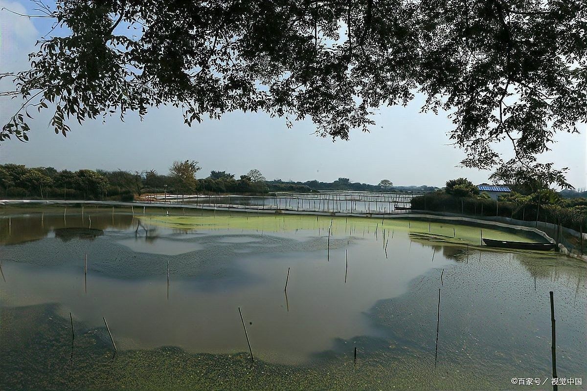 龍魚養(yǎng)殖的利潤空間大嗎（龍魚養(yǎng)殖利潤空間大，但需承擔(dān)較高技術(shù)風(fēng)險和市場波動）