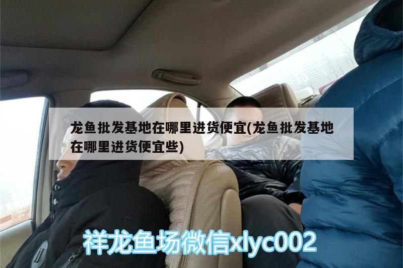 龍魚批發基地在哪里進貨便宜(龍魚批發基地在哪里進貨便宜些)（廣州龍魚批發基地在哪里進貨便宜，） 龍魚批發基地在哪里進貨便宜(龍魚批發基地在哪里進貨便宜些)（廣州龍魚批發基地在哪里進貨便宜，） 觀賞魚百科 第1張