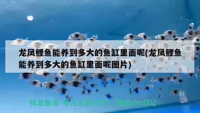 黃色雷龍魚的品種有哪些(中型雷龍魚有什么品種) 黃色雷龍魚的品種有哪些(中型雷龍魚有什么品種) 觀賞魚百科 第2張