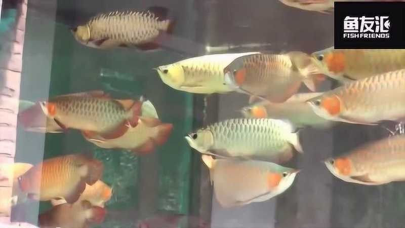 如何找到更多龍魚混養視頻（如何獲取龍魚混養視頻的資源） 如何找到更多龍魚混養視頻（如何獲取龍魚混養視頻的資源） 龍魚百科 第4張