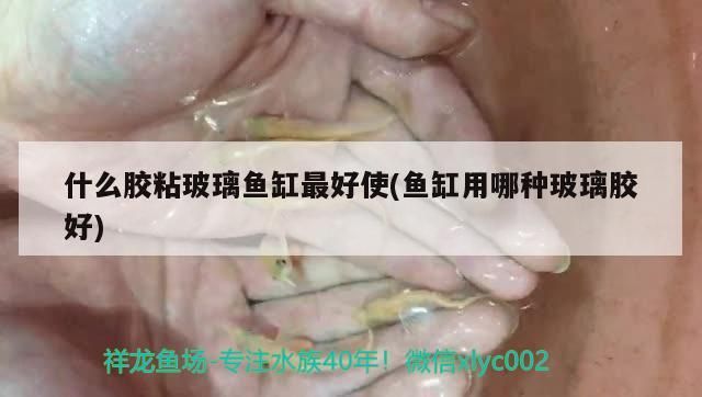 什么膠粘玻璃魚缸最好使(魚缸用哪種玻璃膠好)