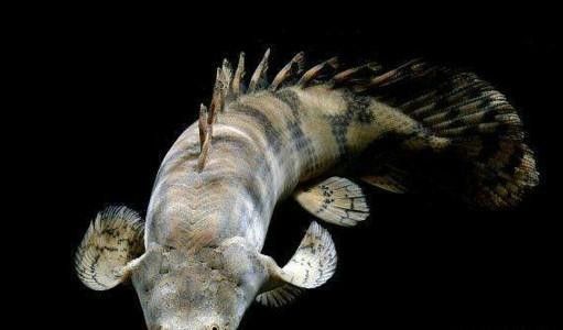 恐龍魚可以混養嗎？