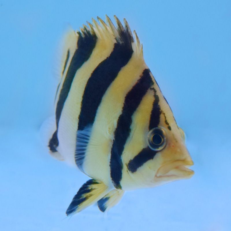 巢湖觀賞魚市場路由器能刺激魚長頭瘤嗎（巢湖觀賞魚市場路由器能刺激魚長頭瘤嗎魚友zp850621） 巢湖觀賞魚市場路由器能刺激魚長頭瘤嗎（巢湖觀賞魚市場路由器能刺激魚長頭瘤嗎魚友zp850621） 觀賞魚百科