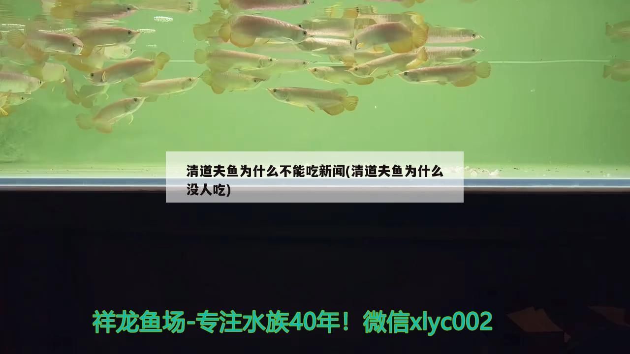 魚缸 清道夫魚為什么不能吃新聞(清道夫魚為什么沒人吃) 觀賞魚百科 清道夫魚為什么不能吃新聞(清道夫魚為什么沒人吃) 清道夫魚為什么不能吃新聞(清道夫魚為什么沒人吃) 觀賞魚百科