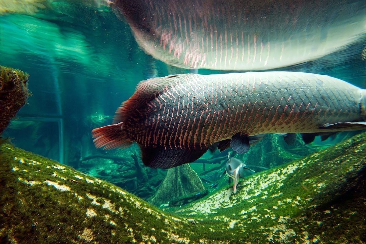 如何預(yù)防血斑雷龍魚疾病？