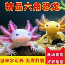 青島龍魚專賣店的價格范圍（青島龍魚專賣店價格范圍）