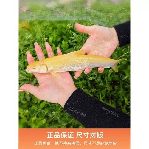 白子招財(cái)龍飼養(yǎng)難度如何？（白子招財(cái)龍的飼養(yǎng)方法）