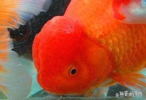 白子招財(cái)龍飼養(yǎng)難度如何？（白子招財(cái)龍的飼養(yǎng)方法）