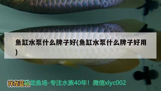 哪個牌子的魚缸殺菌燈好一點(魚缸殺菌燈哪個牌子更好?)（\u005cr\u005cr\u005cr\u005cr\u005cn）