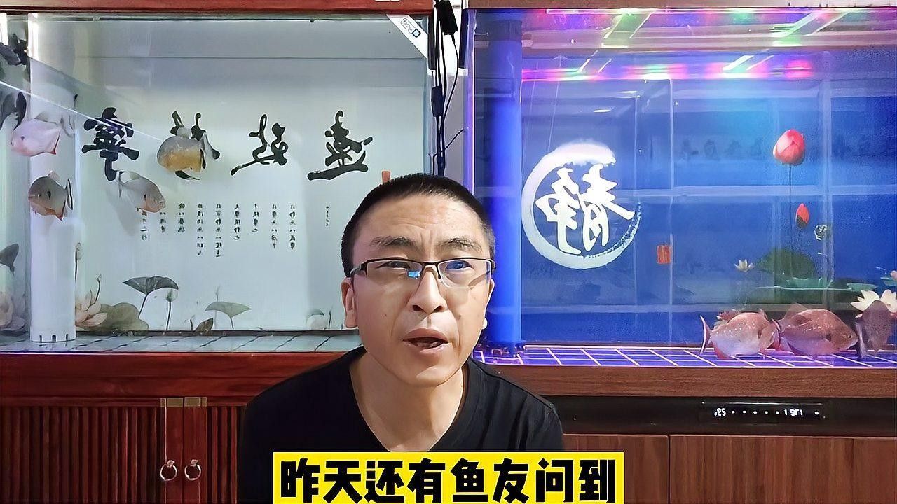 混養初期需要特別注意什么（新手養魚混養初期需要注意的十大禁忌與技巧奶酥愛吃魚缸混養） 混養初期需要特別注意什么（新手養魚混養初期需要注意的十大禁忌與技巧奶酥愛吃魚缸混養） 龍魚百科 第1張
