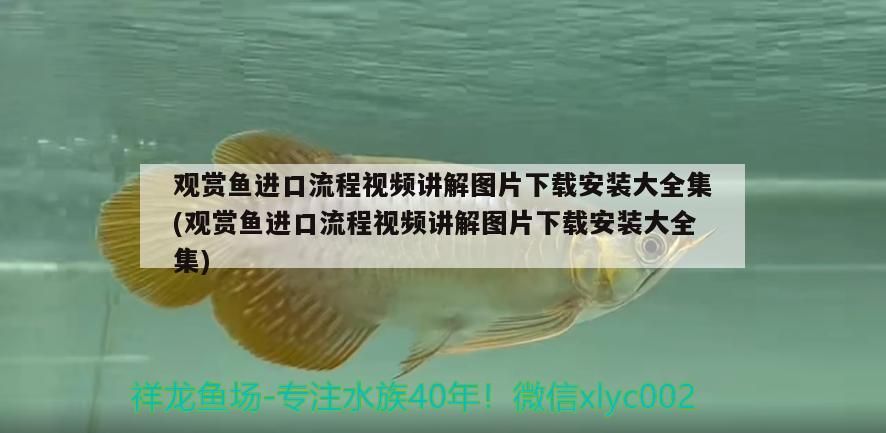 詳細閱讀:觀賞魚進口流程視頻講解圖片下載安裝大全集(觀賞魚進口流程視頻講解圖片下載安裝大全集)(觀賞魚的進口流程) 觀賞魚進口流程視頻講解圖片下載安裝大全集(觀賞魚進口流程視頻講解圖片下載安裝大全集)(觀賞魚的進口流程)