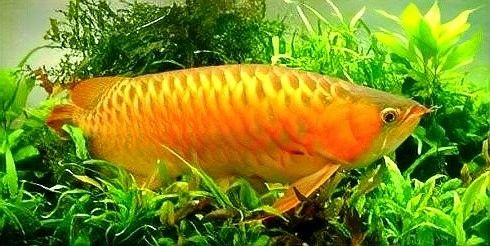 內(nèi)鄉(xiāng)哪個(gè)水族館龍魚(yú)好？祥龍魚(yú)場(chǎng)龍魚(yú)（廣州龍魚(yú)祥龍魚(yú)場(chǎng)）