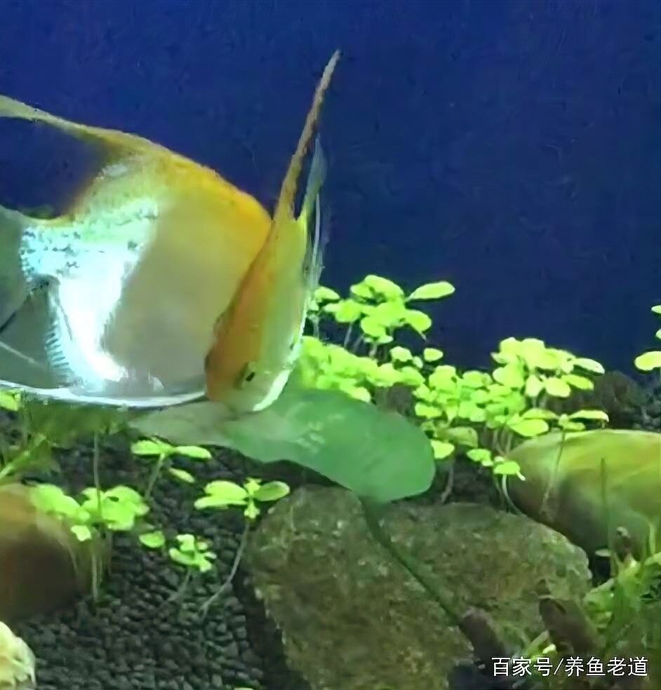 如何鑒別紫燕血紅龍的雌雄