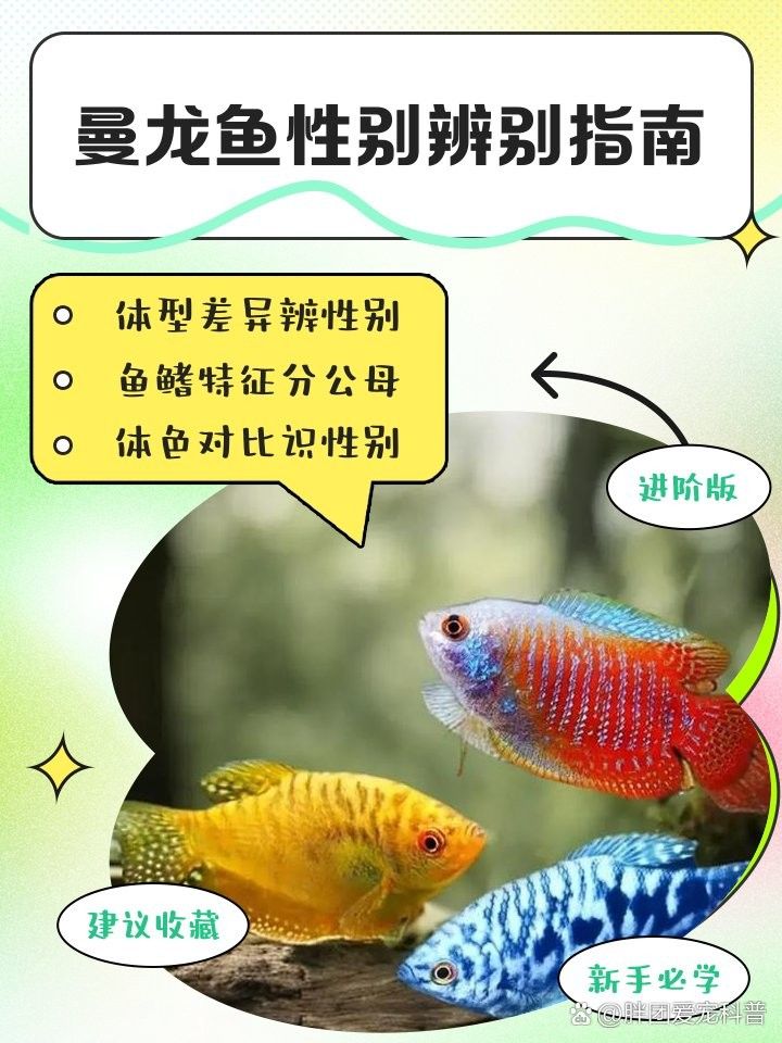 如何區(qū)分黃曼龍魚的雌雄？（曼龍魚性別辨別指南胖團愛寵科普）