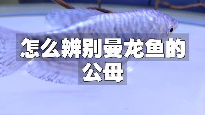 如何區(qū)分黃曼龍魚的雌雄？（曼龍魚性別辨別指南胖團愛寵科普）