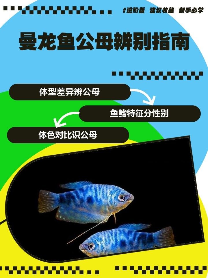 如何區(qū)分黃曼龍魚的雌雄？（曼龍魚性別辨別指南胖團愛寵科普）