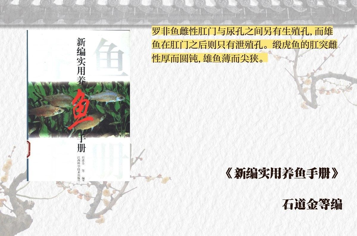 如何區(qū)分黃曼龍魚的雌雄？（曼龍魚性別辨別指南胖團愛寵科普）