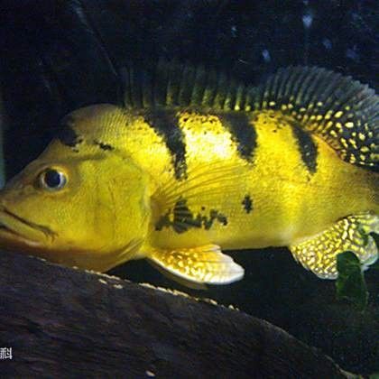 如何減少巴西亞魚和龍魚之間的爭斗（10種觀賞魚和龍魚混養(yǎng)打架原因及解決方案全指南） 如何減少巴西亞魚和龍魚之間的爭斗（10種觀賞魚和龍魚混養(yǎng)打架原因及解決方案全指南） 龍魚百科 第7張