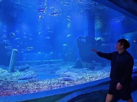 嘉定哪個水族館龍魚好？祥龍魚場龍魚（上海鵬新嘉定海洋世界#遛娃好去處#上海鵬新嘉定海洋館）