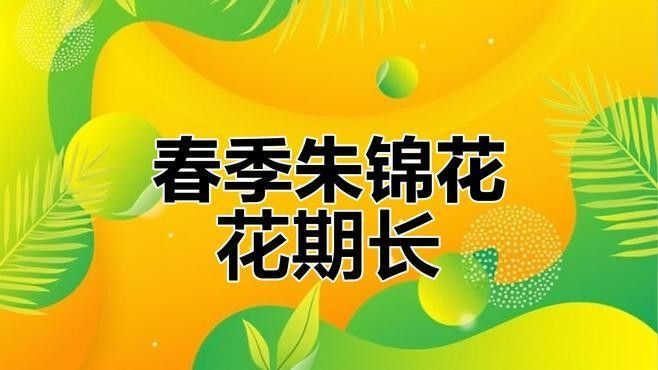 黑龍朱槿多久澆一次水（黑龍朱槿怎么養殖花開滿盆掌握5個關鍵點花大色艷麗四季常開）