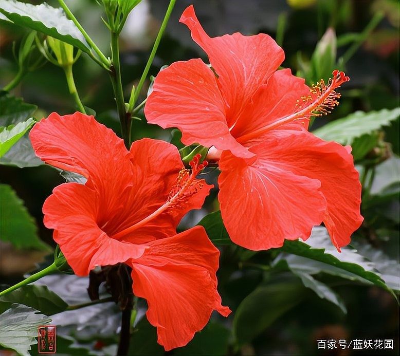黑龍朱槿多久澆一次水（黑龍朱槿怎么養殖花開滿盆掌握5個關鍵點花大色艷麗四季常開）