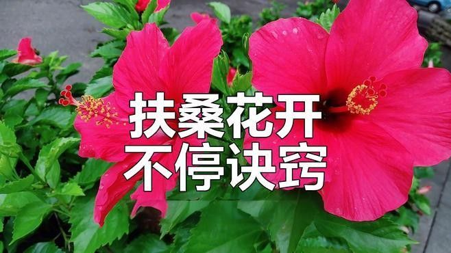 黑龍朱槿多久澆一次水（黑龍朱槿怎么養殖花開滿盆掌握5個關鍵點花大色艷麗四季常開）