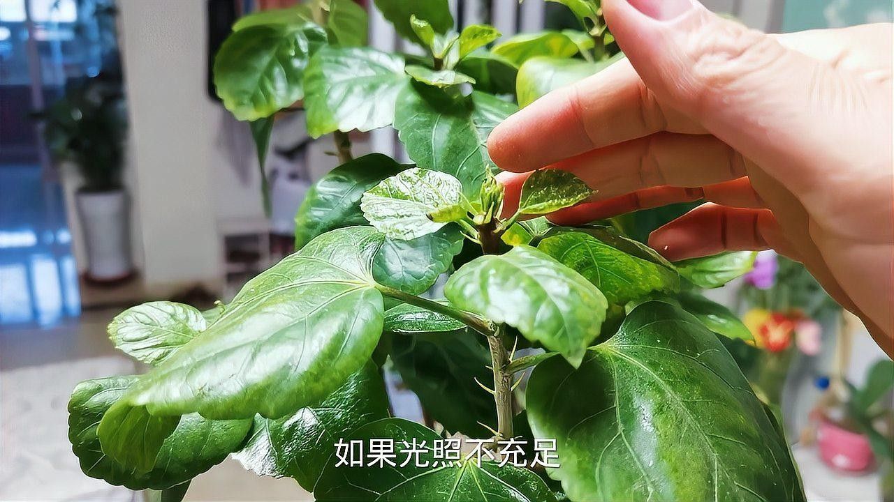 黑龍朱槿多久澆一次水（黑龍朱槿怎么養殖花開滿盆掌握5個關鍵點花大色艷麗四季常開）