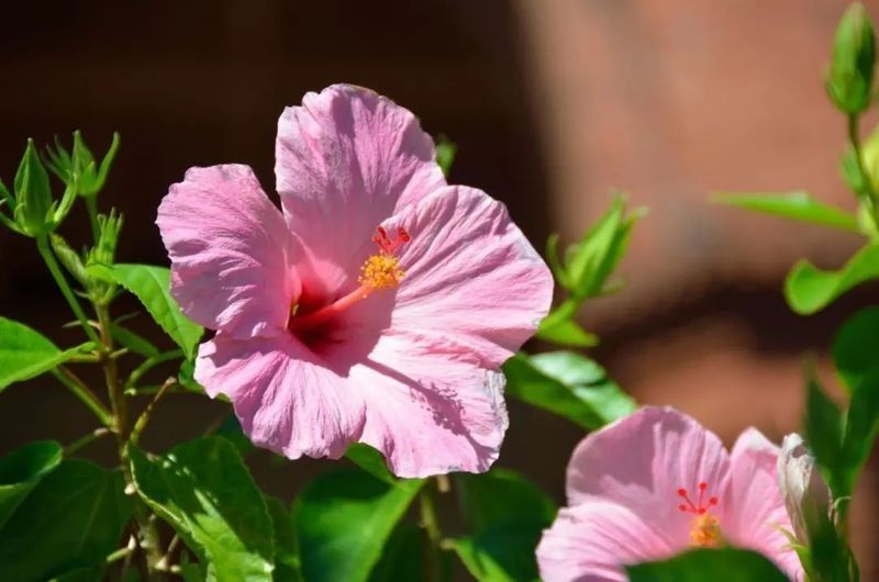 黑龍朱槿多久澆一次水（黑龍朱槿怎么養殖花開滿盆掌握5個關鍵點花大色艷麗四季常開）