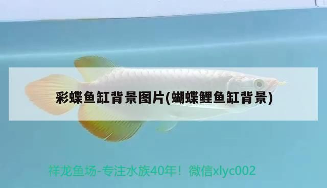 彩蝶魚(yú)缸背景圖片(蝴蝶鯉魚(yú)缸背景)（彩蝶魚(yú)缸背景圖片和蝴蝶魚(yú)缸背景圖片和蝴蝶鯉魚(yú)缸背景圖片）