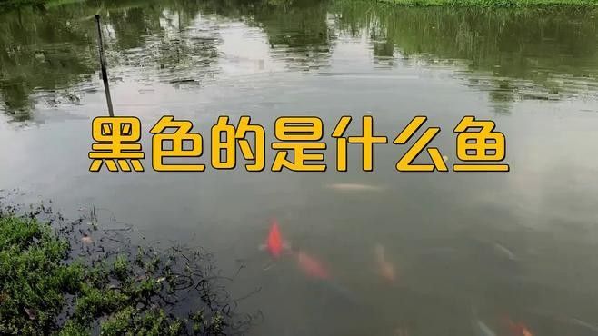 還有哪些黑色龍魚品種（黑色龍魚的特征和習(xí)性）