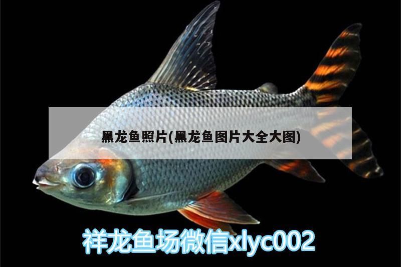 黑龍魚照片(黑龍魚圖片大全大圖) 黑龍魚照片(黑龍魚圖片大全大圖) 觀賞魚百科
