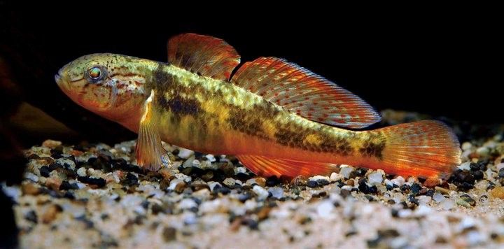 蝦虎魚在混養中需要注意什么？（蝦虎魚混養的注意事項）