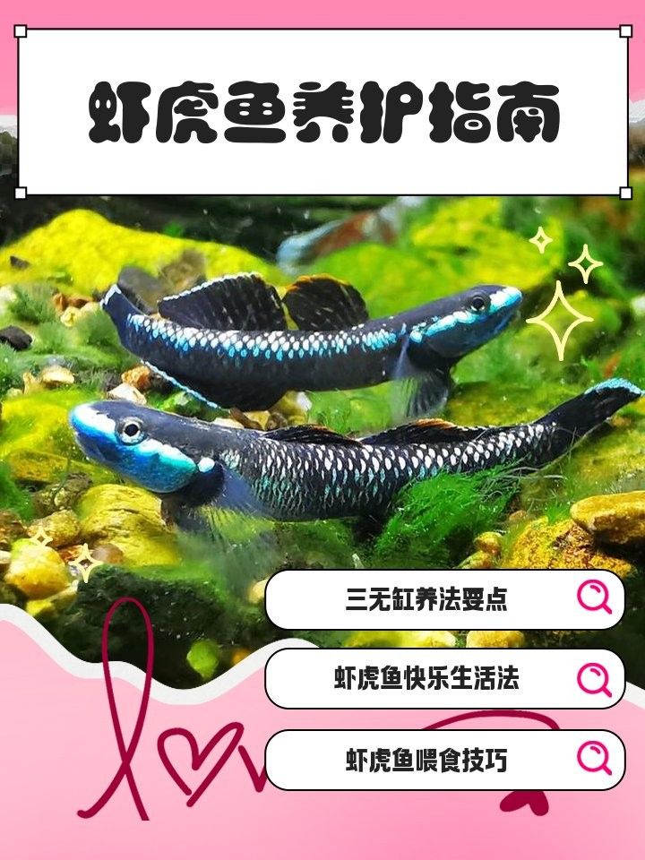 蝦虎魚在混養中需要注意什么？（蝦虎魚混養的注意事項）