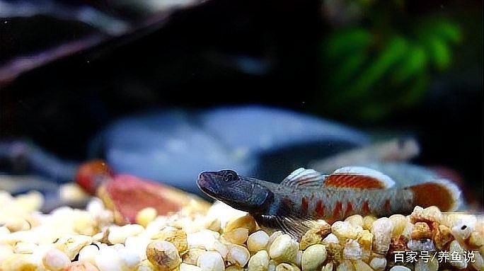 蝦虎魚在混養中需要注意什么？（蝦虎魚混養的注意事項）