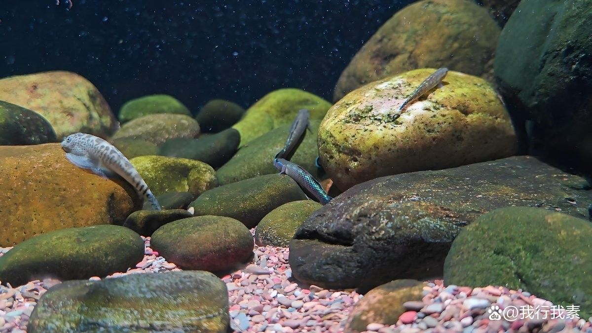蝦虎魚在混養中需要注意什么？（蝦虎魚混養的注意事項）