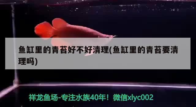 魚缸里的青苔好不好清理(魚缸里的青苔要清理嗎)（如何清理魚缸里的青苔） 魚缸里的青苔好不好清理(魚缸里的青苔要清理嗎)（如何清理魚缸里的青苔） 觀賞魚百科