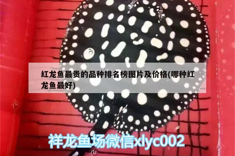 紅龍魚的介紹視頻大全圖片欣賞（紅龍魚的介紹視頻大全圖片欣賞一下）