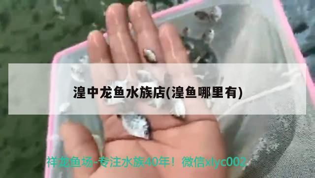 湟中龍魚水族店(湟魚哪里有)（湟中龍魚水族店） 湟中龍魚水族店(湟魚哪里有)（湟中龍魚水族店） 觀賞魚百科