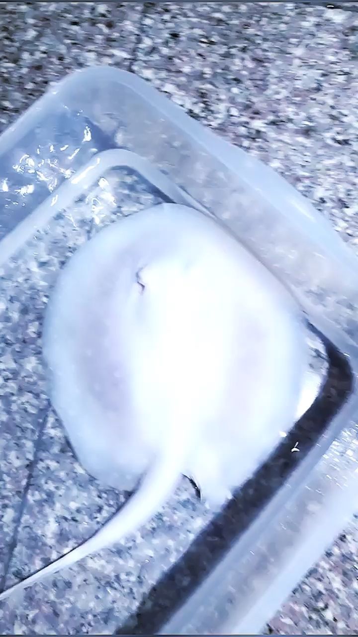 新品種，白子中的佼佼者，雪白子公魚，14-5厘米（新品種，白子中的佼佼者） 新品種，白子中的佼佼者，雪白子公魚，14-5厘米（新品種，白子中的佼佼者） 觀賞魚百科