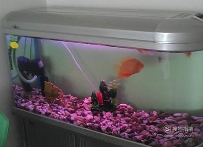 龍魚混養埃及神仙魚好嗎（紅龍配埃及神仙魚）（龍魚混養埃及神仙魚好嗎）
