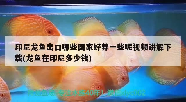 龍魚可以喂飼料嗎（龍魚可以喂小魚嗎）（龍魚可以喂飼料嗎）