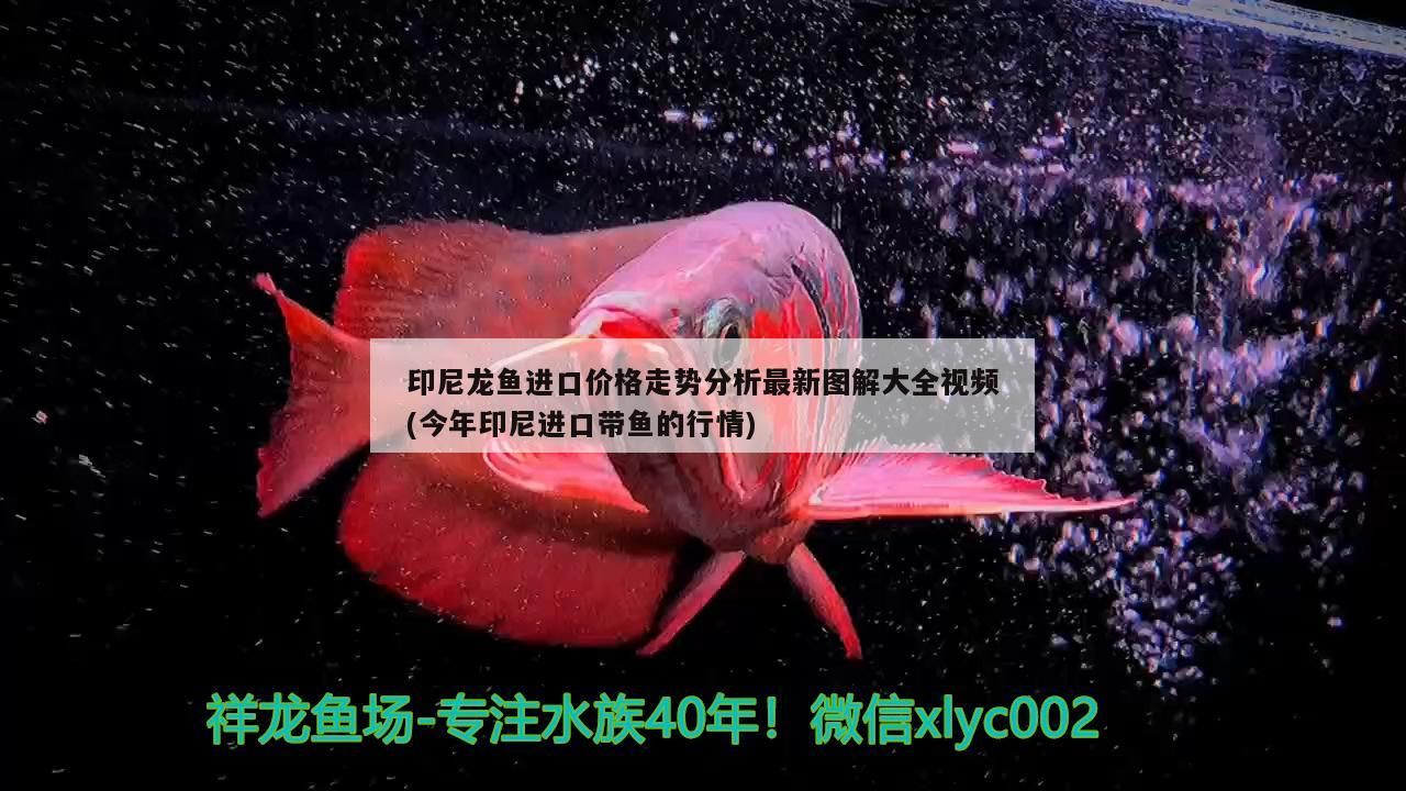 龍魚可以喂飼料嗎（龍魚可以喂小魚嗎）（龍魚可以喂飼料嗎）
